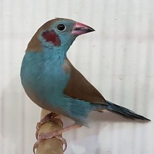 Red-cheeked cordon-bleu