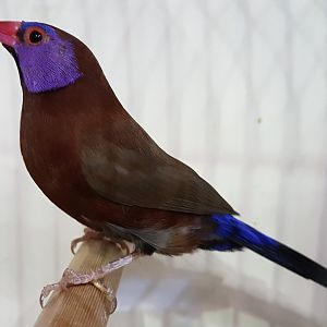 Violet-eared waxbill