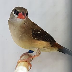 Red avadavat