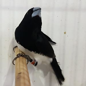 Black and white mannikin