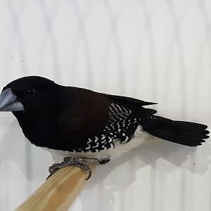 Black and white mannikin subspecies Poensis