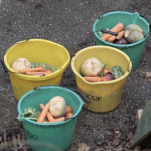 Silverbacks' suppers