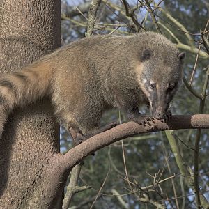 Coati on a stick