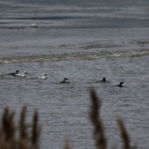 Smew Flock - Zegrze Reservoir
