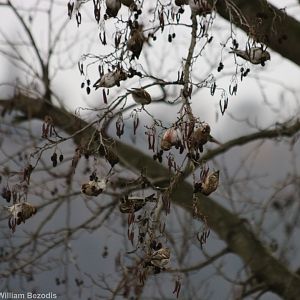 Redpolls - Zegrze Reservoir