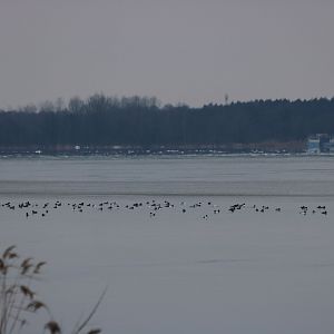 Goosander Flock - Zegrze Reservoir