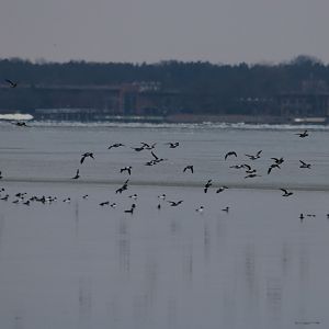 Goosander Flock - Zegrze Reservoir