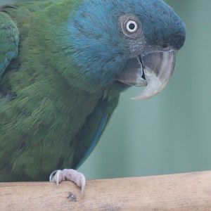 Blue-headed macaw