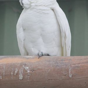 Eleonora sulphur-crested cockatoo