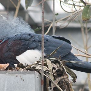 Red-breasted crowned pigeon at the nest
