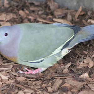 Pink-necked green-pigeon - Treron vernans