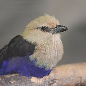 Blue-bellied roller
