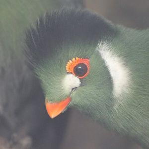White-cheeked touraco
