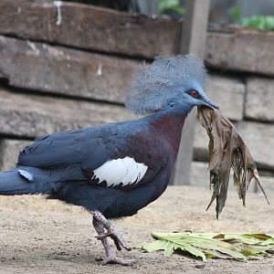 Red-breasted crowned pigeon collecting nest-material