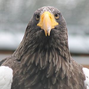 Steller sea-eagle