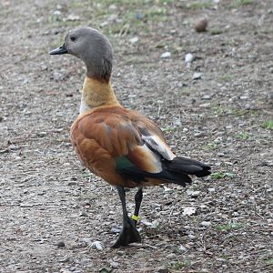 Cape shelduck