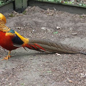 Golden pheasant