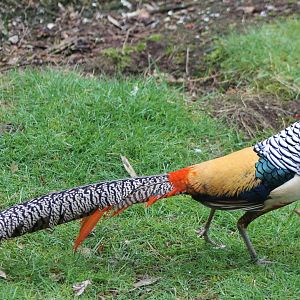 Lady Amherst pheasant