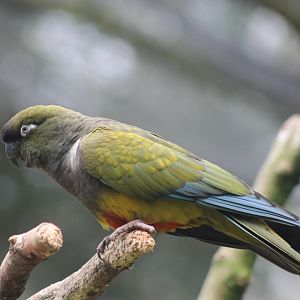 Burrowing parrot