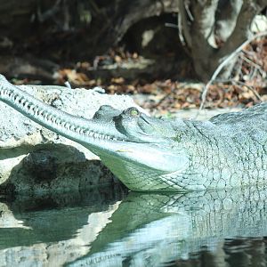 Indian Gharial