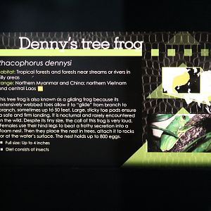 Chinese Flying Frog Signage