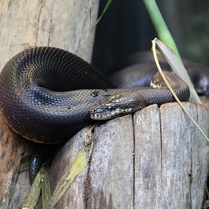Boelen's Python
