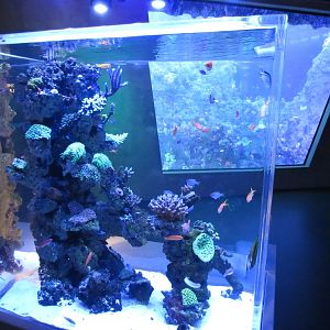 Coral Communities tank