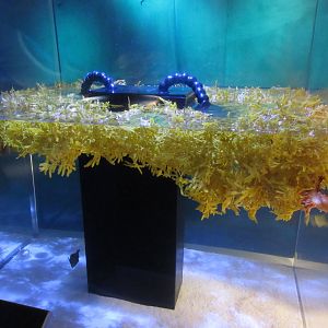 Sargassum tank