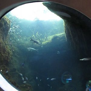 Mangrove Channels tank