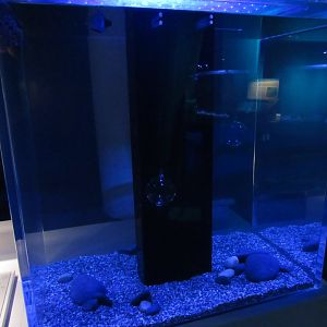 Pacific red octopus tank