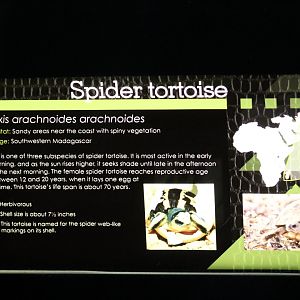 Common Spider Tortoise Signage
