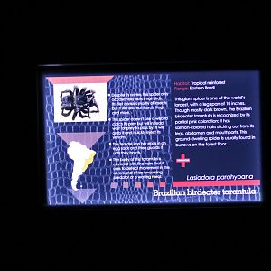 Brazilian Birdeating Spider Signage