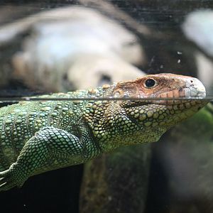 Northern Caiman Lizard