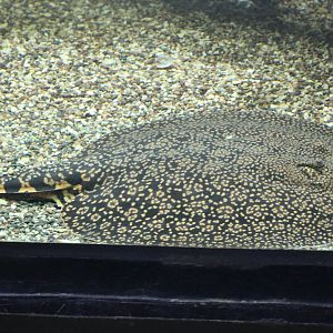 Potamotrygon falkneri??