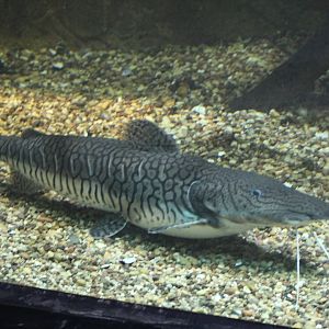 Pseudoplatystoma tigrinum??