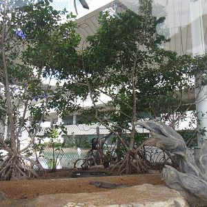 American Crocodile exhibit with aviary in background