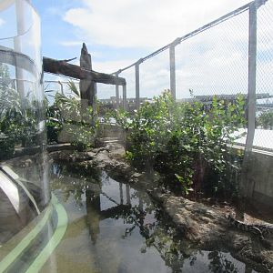 American alligator exhibit