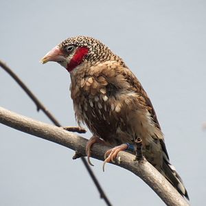 Cut-throat finch