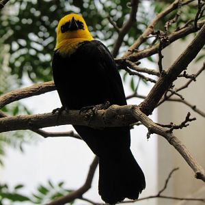 Yellow-headed blackbird