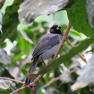 Black-faced tanager