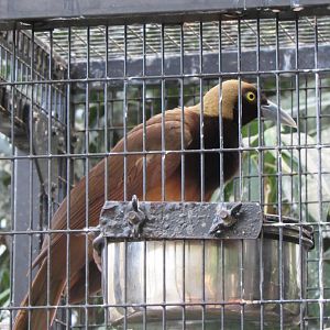 Empress of Germany's bird-of-paradise