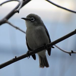 Saipan bridled white-eye