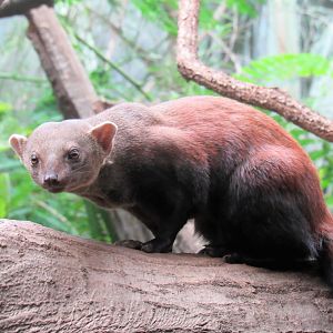 Eastern ring-tailed vontsira