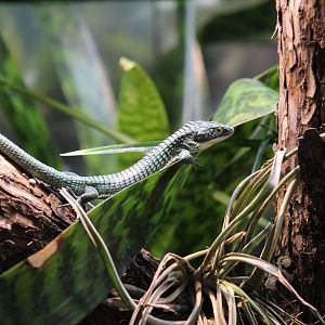 Mexican Alligator Lizard