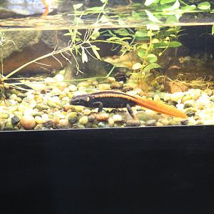 Kweichow Crocodile Newt