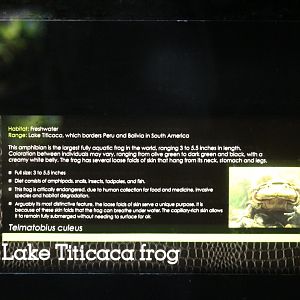 Lake Titicaca Frog Signage