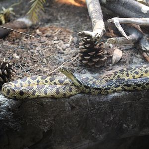 Louisiana Pine Snake