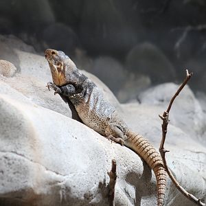 San Esteban Spiny-Tailed Iguana