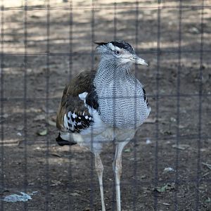 Kori Bustard