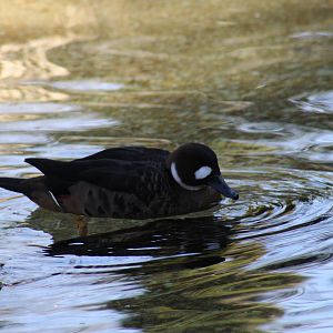 Bronze-Winged Duck
